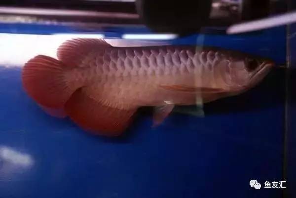 龙鱼价格为什么那么贵,日本金龙鱼多少钱