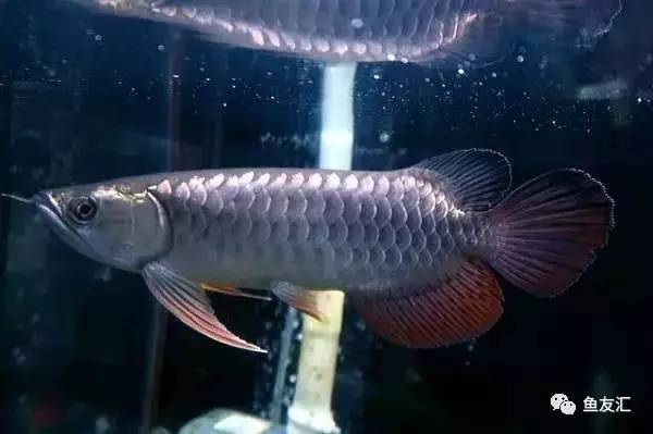 龙鱼价格为什么那么贵,日本金龙鱼多少钱