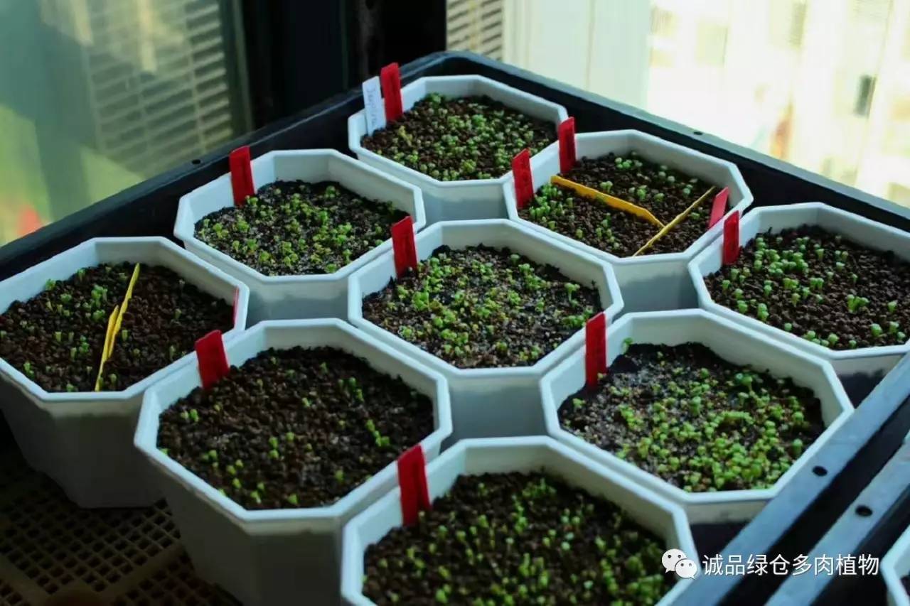 涨姿势｜当不成学霸总得做一回“播”霸（夏播生石花第38天）