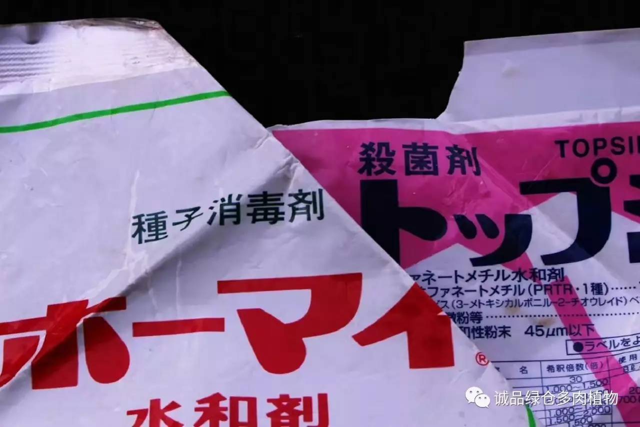 涨姿势|当不成学霸总得做一回“播”霸(夏播生石花第38天)