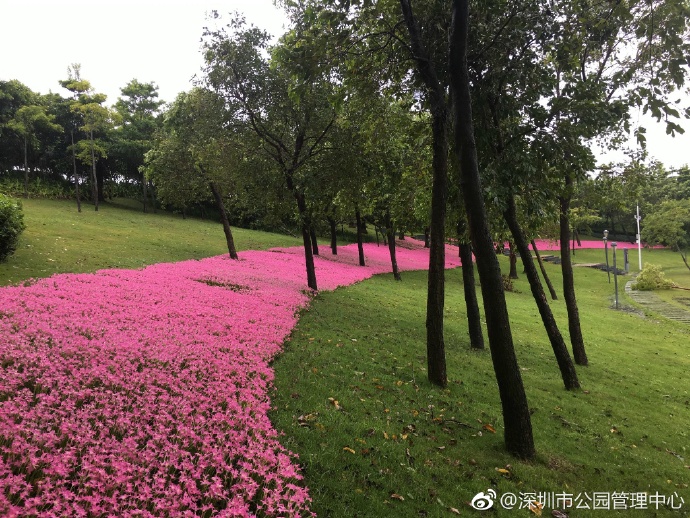 深圳的粉红花海,深圳中心公园藏着浪漫花海