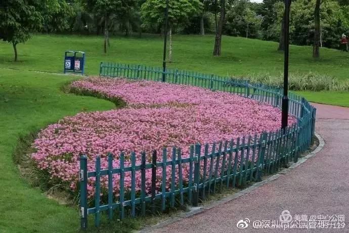 深圳最美丽花海,深圳发现的花海