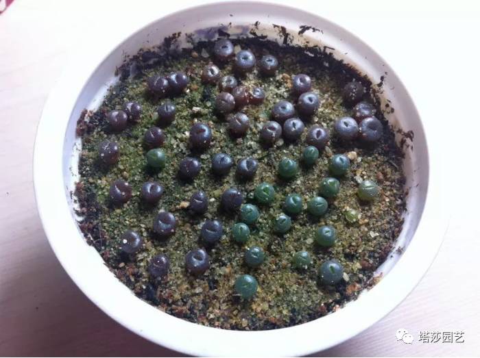 生石花最好养的品种,生石花品种大全图谱和价格