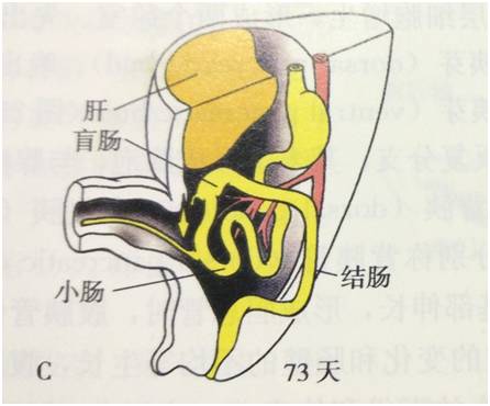 生来就是一个吃货｜浮想联翩解剖学第二弹