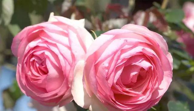 玫瑰花特征和知识,植物百科依兰花