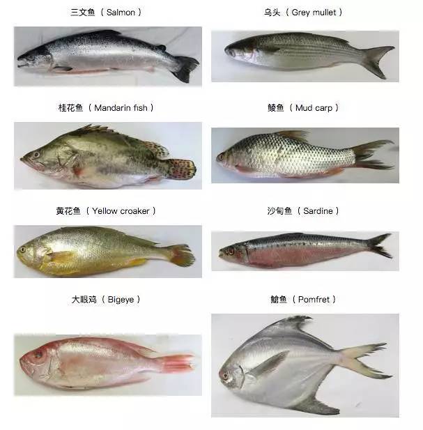 你还在给孩子吃零食吗,宝宝鳕鱼选择