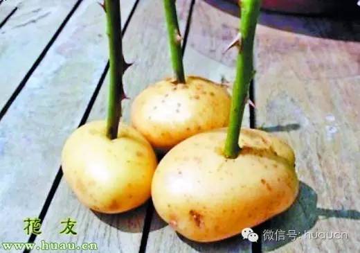 扦插苗用什么药物,扦插防止根部腐烂的药剂