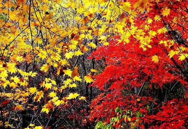 沈阳最美赏枫地最新开放,沈阳附近赏枫