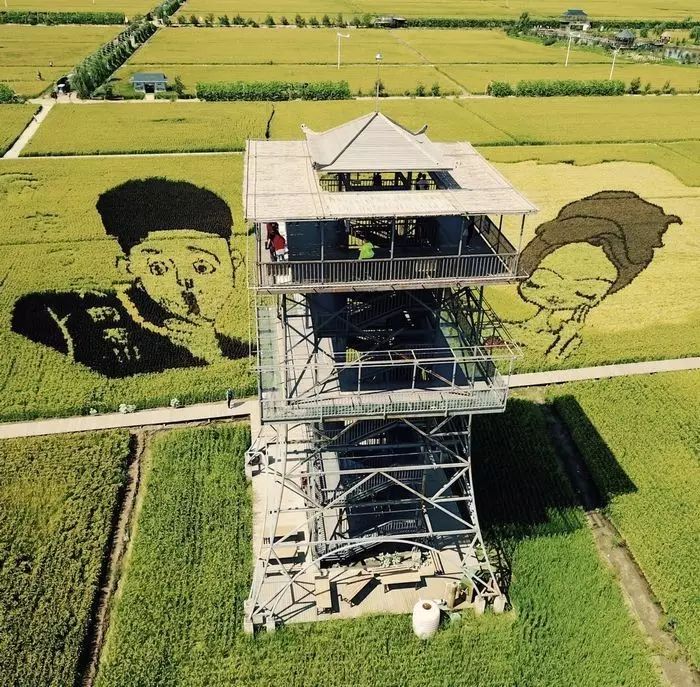 沈阳稻梦空间稻田,沈阳稻梦空间