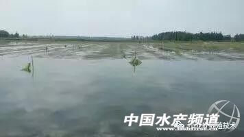 小龙虾养殖必备水草有哪些,小龙虾水草挂脏了怎么处理