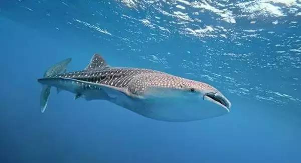 船宿潜水要什么水平,船宿潜水推荐