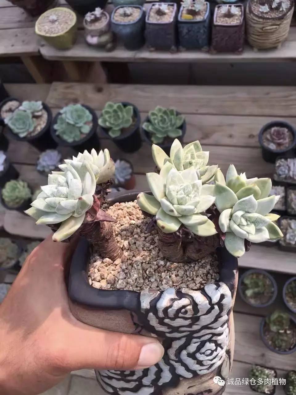 秀肉肉｜本周韩国肉肉直播图集