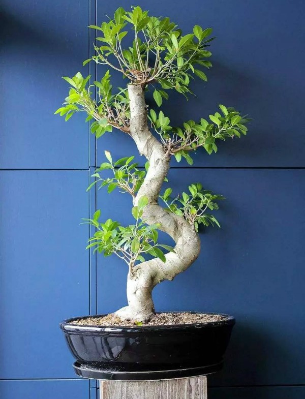 秋季可以扦插的花有哪些,秋季扦插的植物什么时候移盆