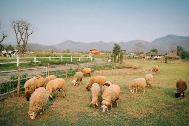 我们相爱吧无尾熊插曲,我们相爱吧无尾熊探班