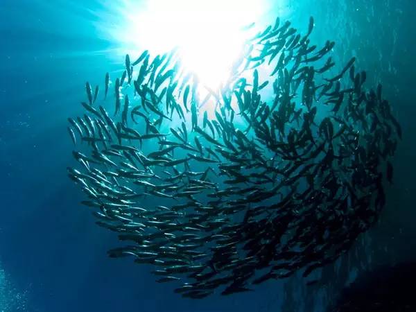 船宿潜水要什么水平,船宿潜水推荐