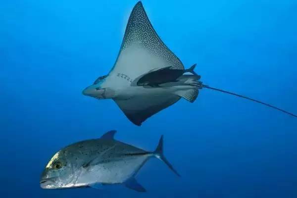 船宿潜水选哪里,从小白到潜水教练需要花多少钱