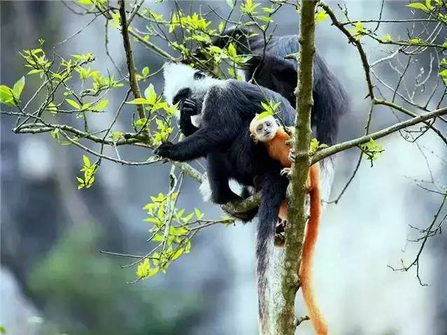 广西山清水秀风景视频,广西山清水秀的县