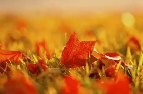 降火去燥祛湿气的中药,秋冬降火去燥的中药