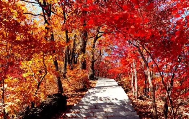 沈阳最美赏枫地最新开放,沈阳附近赏枫