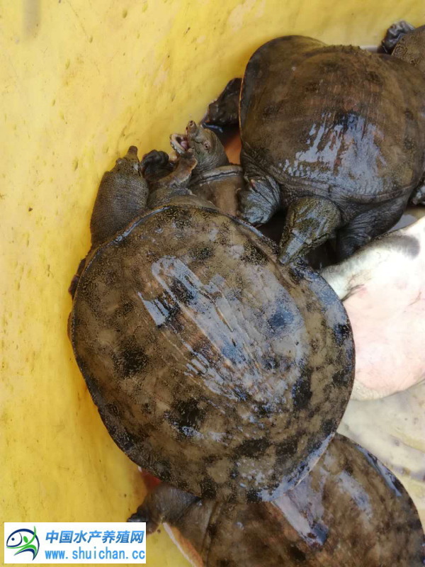 甲鱼现在什么品种,甲鱼目前有几个品种