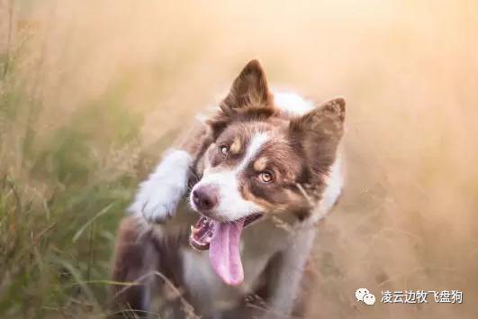 边牧幼犬训狗第一步先训什么,边牧犬三个月训练详细教程
