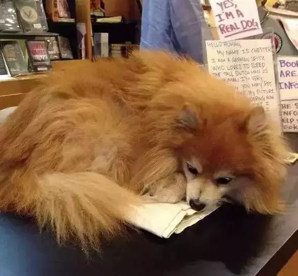 狗狗当超市的老板,狗狗当销售部老总