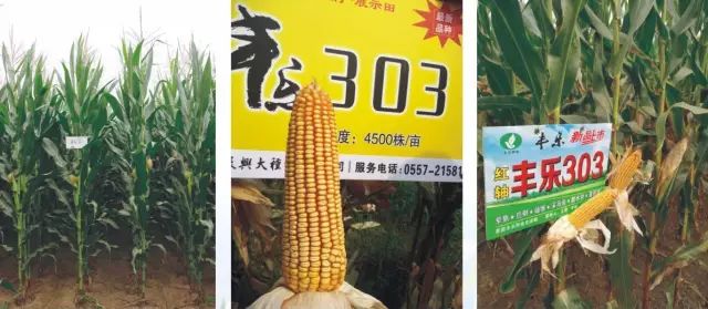 2021年玉米核心品种展示,中国玉米新品种图鉴官网
