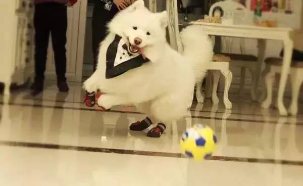 主人不在家狗狗都在想什么,你不在家的时候你的狗狗在干嘛呢