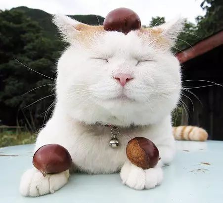 猫究竟是固体还是液体,猫到底是固体还是液体