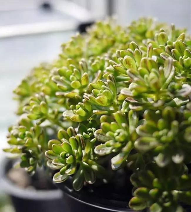 为什么韩国的多肉出名,韩国多肉为什么那么美