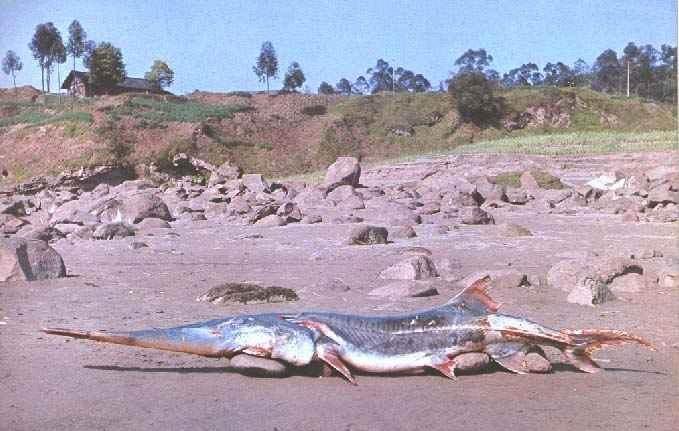 长江的各种濒危物种,长江生物多样性现状