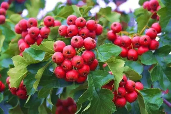 胃不好能吃榴莲吗,胃不好吃什么零食