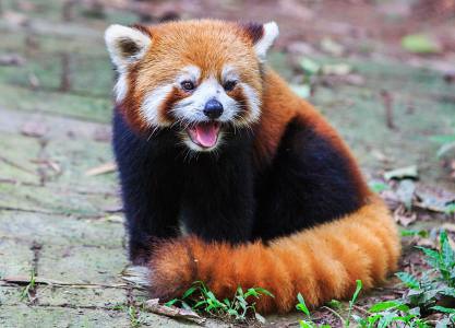 小熊猫在医院越狱被护士发现,美国动物园小熊猫越狱了