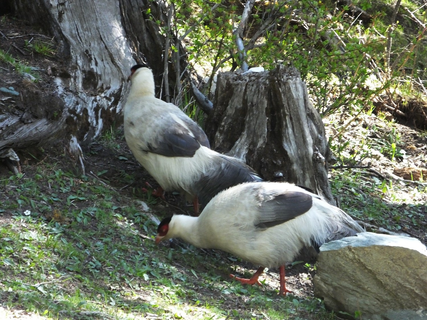 泸亚东线沿途风景,泸亚线穿越原始森林