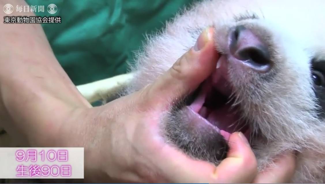 熊猫宝宝起名字是怎么由来的,2021年所有熊猫宝宝名字