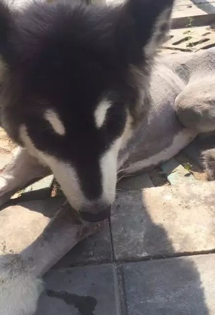 阿拉斯加街头偷狗,阿拉斯加偷狗吐白沫