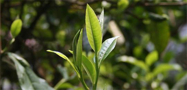 普洱生茶重杀青和轻杀青的区别,杀青是普洱茶必要工序吗