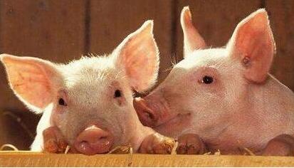 猪吃一天不吃一天是什么原因,育肥猪光吃不长怎么回事