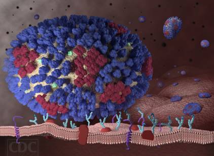 感冒了贫血头晕怎么治,感冒造成贫血