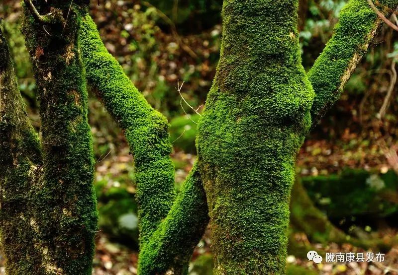 康县美丽的秋天,新县醉美秋景