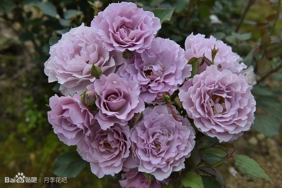 蓝紫色月季无刺品种有哪些,枝条细弱蓝紫色月季品种