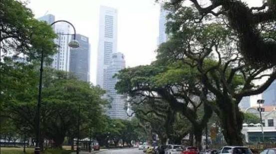 各国特色林荫道大盘点,“最美林荫道”随手拍等你来报名!