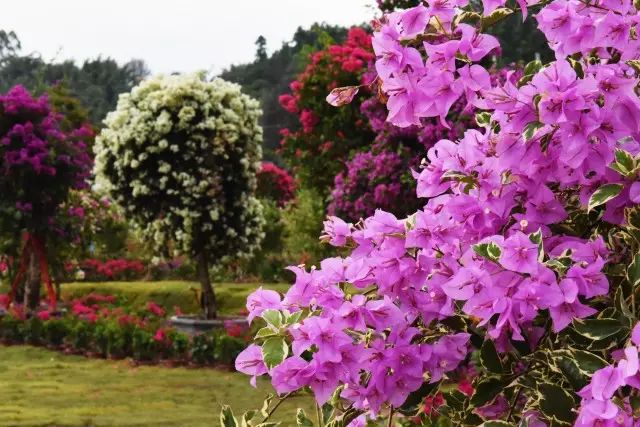 推荐丨你错过的繁花，在这个初秋黄姚花海全还给你！
