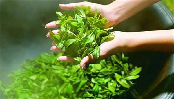 普洱生茶重杀青和轻杀青的区别,杀青是普洱茶必要工序吗