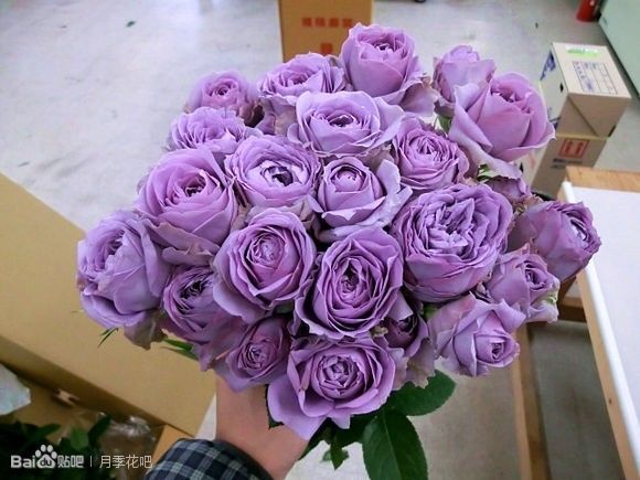 蓝紫色的爬藤月季有哪些品种,天狼蓝紫色月季哪款最优秀