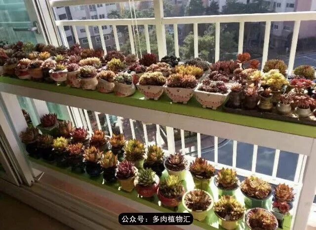 只有见过韩国肉友的阳台,才知道什么叫做物尽其用!