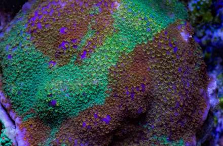 红单苞珊瑚可以嫁接吗,珊瑚树可以嫁接什么