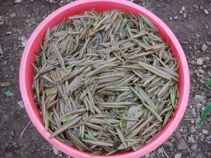 行走在川甘青交界,四川马湖