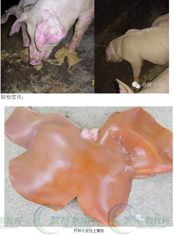 霉菌毒素有必要用脱霉剂吗,霉菌毒素用什么治