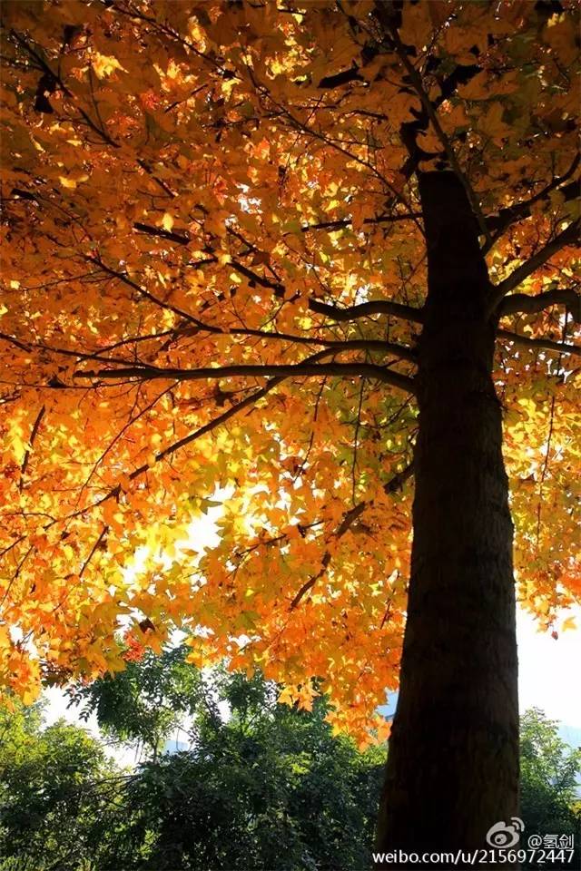 福州一中是全国百强吗,福州一中排名怎么样